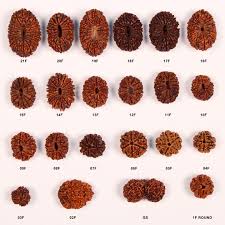 Image result for rudraksha tree images