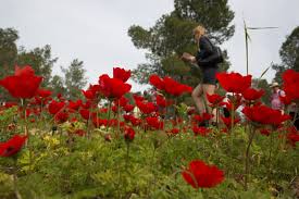 Image result for ‫شقائق النعمان بالصور‬‎
