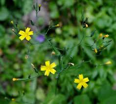 Resultado de imagen de fotos de toda la flora de la bahia de cadiz