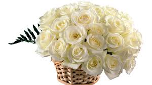 Image result for beautiful white roses images