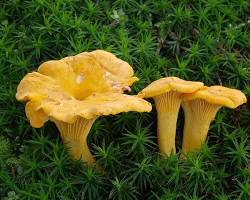 Chanterelles (Cantharellus cibarius) in South Africa