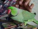 kaka 2 parrots talking voiceovers training day