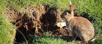 Image result for RABBIT