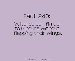 Vultures Quotes. QuotesGram via Relatably.com