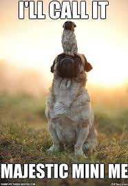 Pug&#39;s Majestic Mini Me | Funny Pictures and Quotes via Relatably.com
