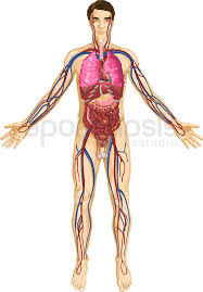 Resultado de imagen para cuerpo humano