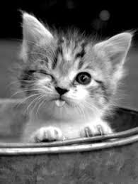 Résultat de recherche d'images pour "animaux mignon"