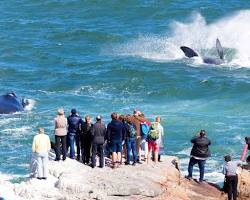 Hình ảnh về Whale watching in Hermanus