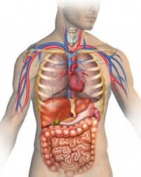 Resultado de imagen para cuerpo humano