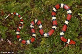 Image result for king snake