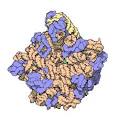 Ribosome - , the free encyclopedia