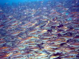Image result for images of big fish eating small fish in sea