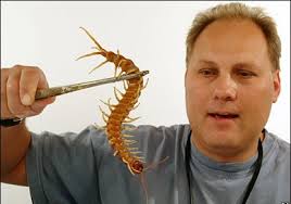 Image result for house centipede