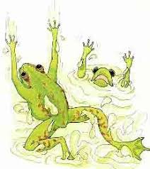 Frogs in pail of milk