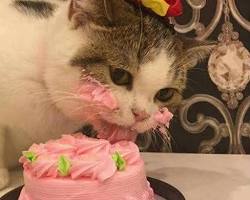 cat with a birthday presentの画像