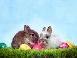 Résultat de recherche d'images pour "easter bunny"