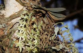 Image result for Angraecopsis amaniensis