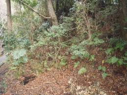 Image result for 自衛隊の戦闘糧食