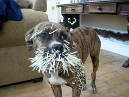 Image result for dogs with porcupine quills in mouth