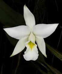 Image result for laelia orchid