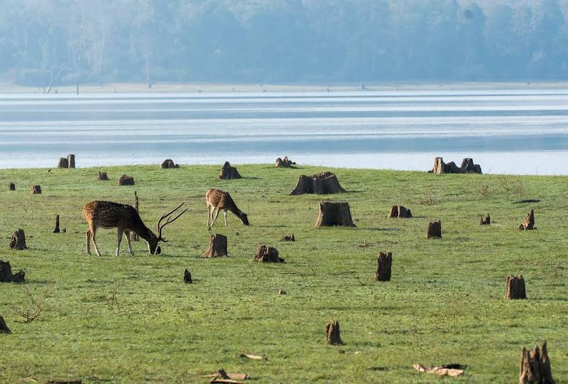 Nagarahole Tiger Reserve