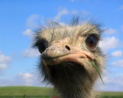 Image result for ostrich head in sand