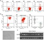 Epcam positive cell line