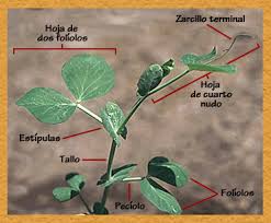 Resultado de imagen para crecimiento plantas de arveja