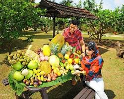 Image of tropical fruit orchard