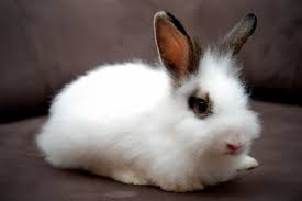Image result for arnab tercomel di dunia