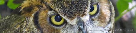 Resultado de imagen de Audubon Society