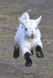 Image result for GOAT