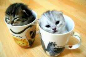 Image result for cute cats