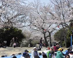 江波山公園の桜の画像