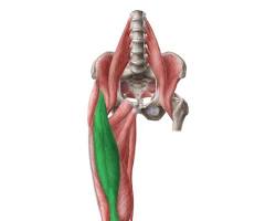 Imagem de músculo reto femoral