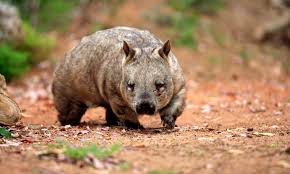 Image result for wombat