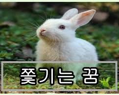 토끼 이미지