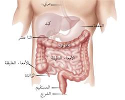 صورة الأمعاء