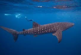 Image result for whale shark