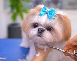 Hình ảnh về Shih Tzu dog being groomed by a child