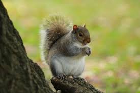 Image result for 松鼠