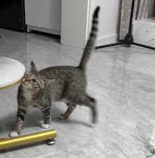 更新一下一个羽毛可以玩一辈子的秃头小朋友🪶