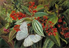 Image result for marianne North