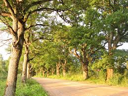 Attēlu rezultāti vaicājumam “ēdoles pagasts”