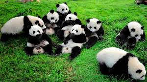 Resultado de imagen para el panda