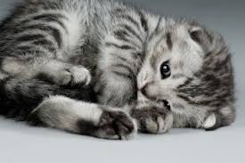 Résultat de recherche d'images pour "chat mignon gris"