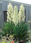 Potted Yucca Plants How To Care For A Yucca Houseplant