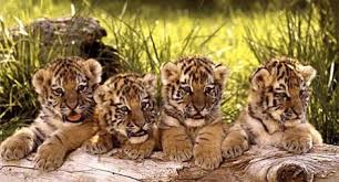 Image result for Palamau Tiger Reserve