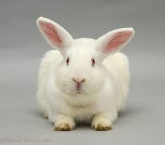 Image result for RABBIT