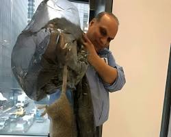 Image of large rat in NYC